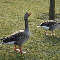 Greylag Goose